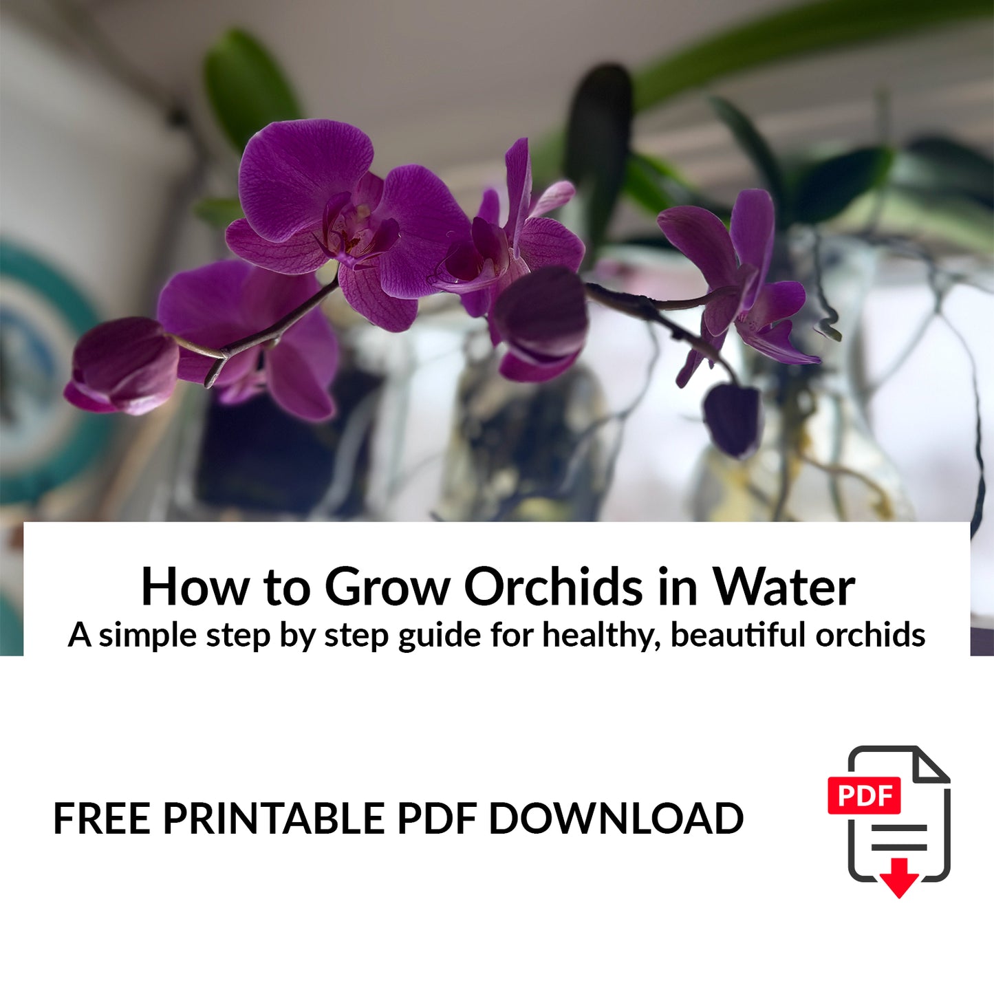 Free PDF Download: Step-by-Step Guide to Transitioning Orchids into Water